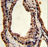 TPI1 / TPI Antibody (aa258-286)