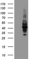 LRRC25 Antibody (clone OTI1D9)
