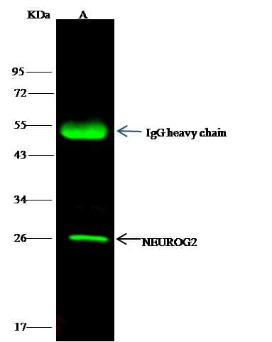 Polyclonal Rabbit anti-Human NEUROG2 / NGN2 / Neurogenin 2 Antibody (Preservative Free, IF, WB)