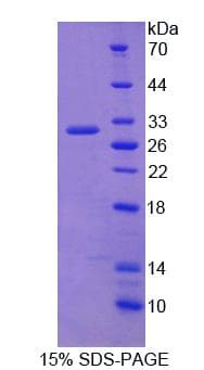 Mouse CHGB / Chromogranin B Protein (Recombinant)