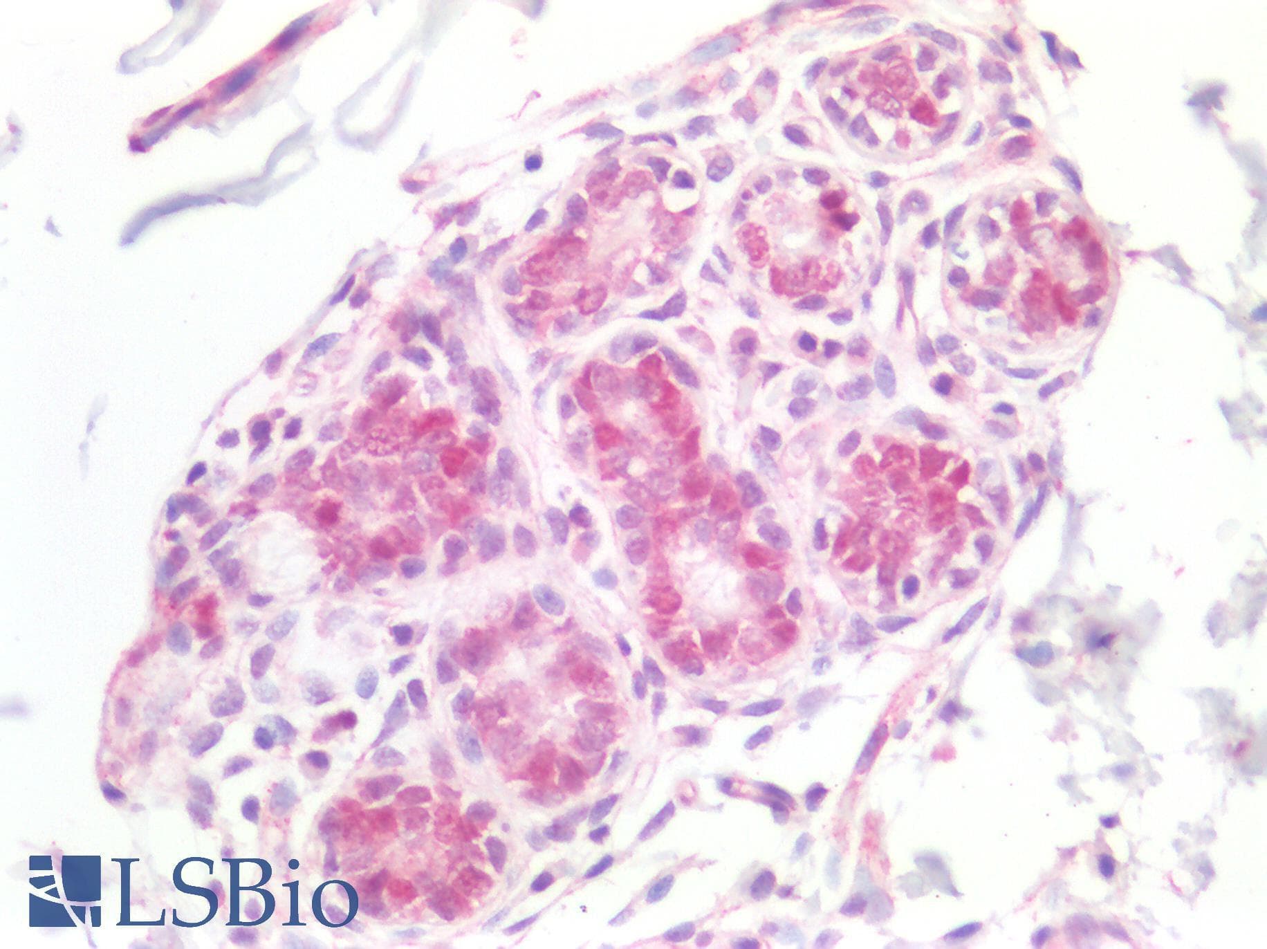 PathPlus™ MCM5 Antibody