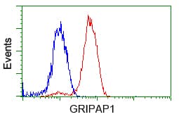 GRIPAP1 / GRASP1 Antibody (clone OTI1E3, Carrier-free)
