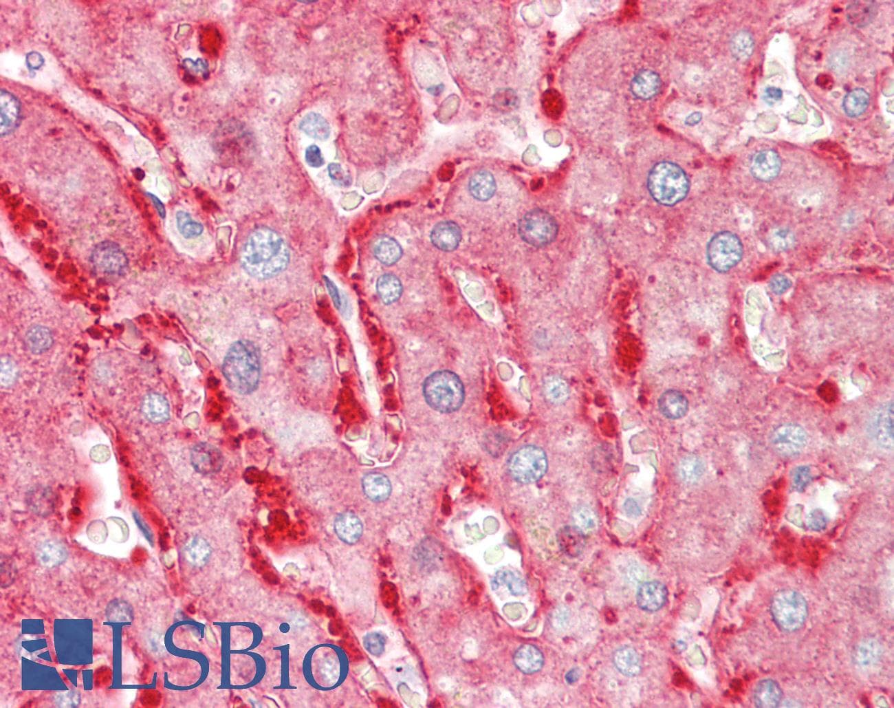 IHC-plus™ Monoclonal Mouse anti-Human ALDH1L1 Antibody (IHC, IF, WB)