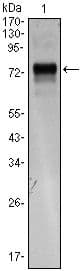 XBP1 Antibody (clone 1C4)