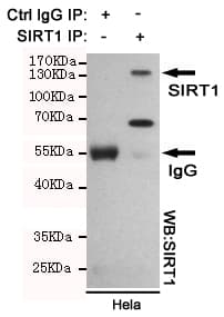 SIRT1 / Sirtuin 1 Antibody