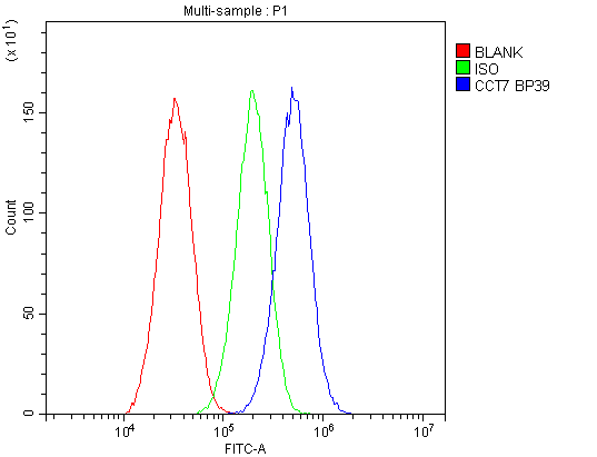 CCT7 Antibody
