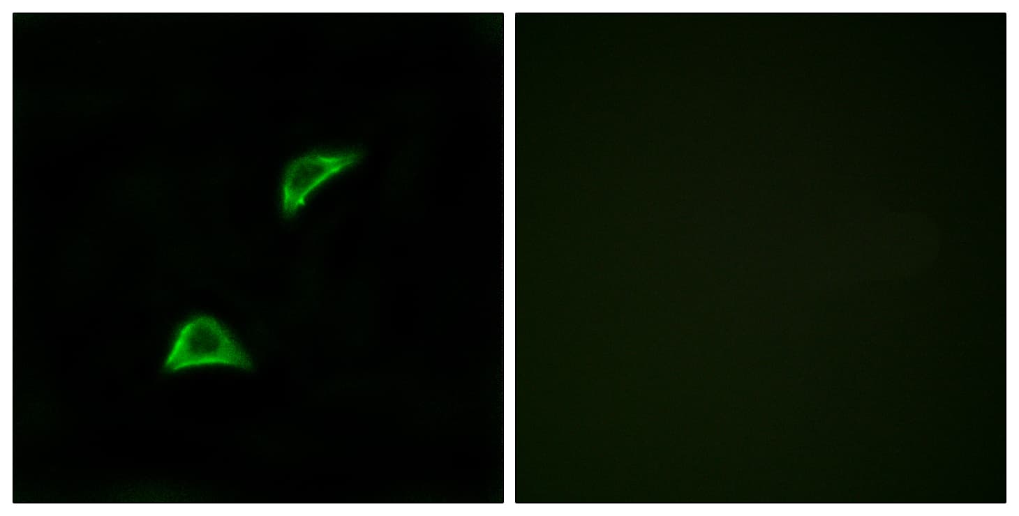 Polyclonal Rabbit anti-Human OR51A4 Antibody (aa200-249, IF, WB)