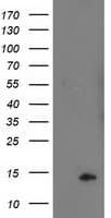 POLR2J2 Antibody (clone OTI1C6)