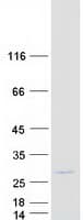 Human KCNIP4 / KCHIP4 Protein (Recombinant Myc-DDK (Flag))