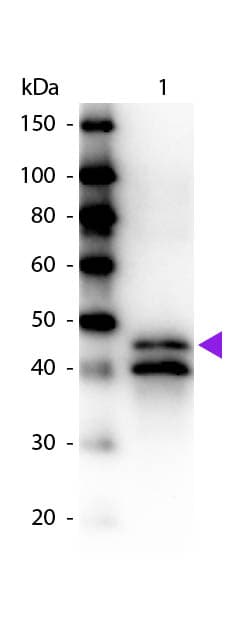 Ovalbumin Antibody (Liquid, Biotin)