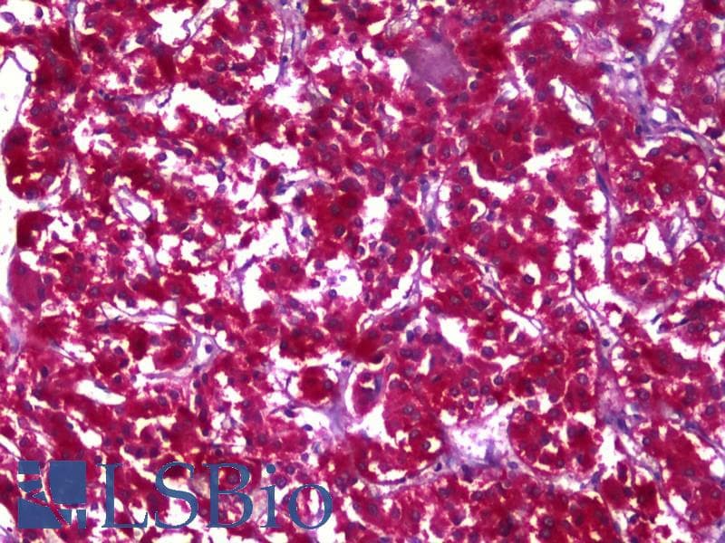 IHC-plus™ Monoclonal Mouse anti-Human MDH1 Antibody (clone 1D2, IHC, WB)