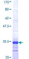 Human P2RY1 / P2Y1 Protein (Recombinant GST, N-terminus)