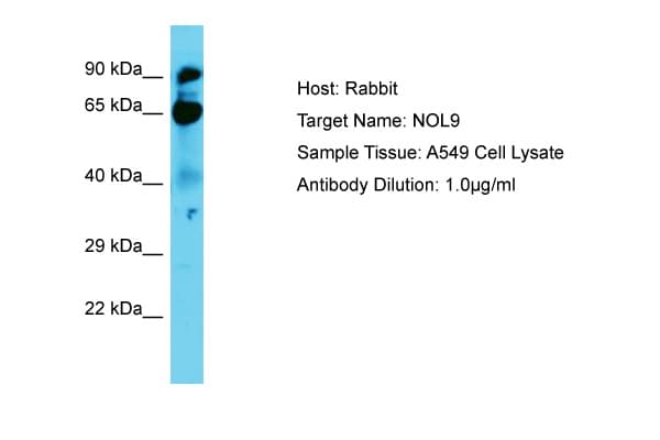 NOL9 Antibody (aa74-123)