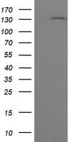 PCDH7 Antibody (clone OTI2G6)
