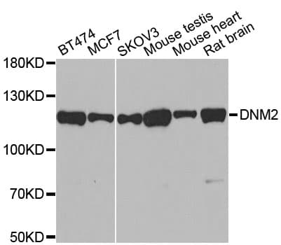 DNM2 / Dynamin-2 Antibody