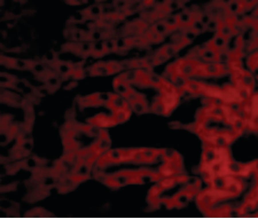 IHC-plus™ BCL2A1 Antibody