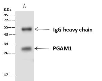 PGAM1 Antibody