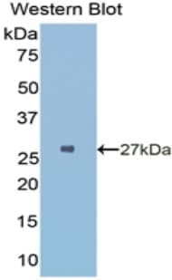 HLA-DRA Antibody (aa28-232)