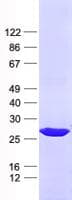 Human TEX30 / C13orf27 Protein (Recombinant His, N-Terminal)