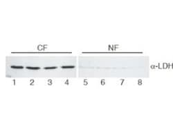 LDHA / LDH1 Antibody (Liquid)