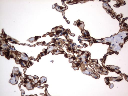 CD44 Antibody (clone UMAB134)