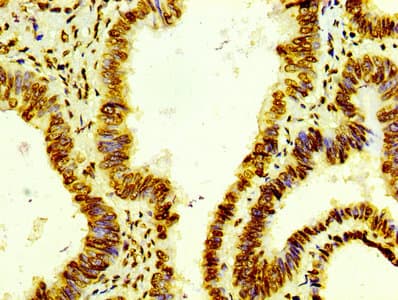 HIST1H4I Antibody