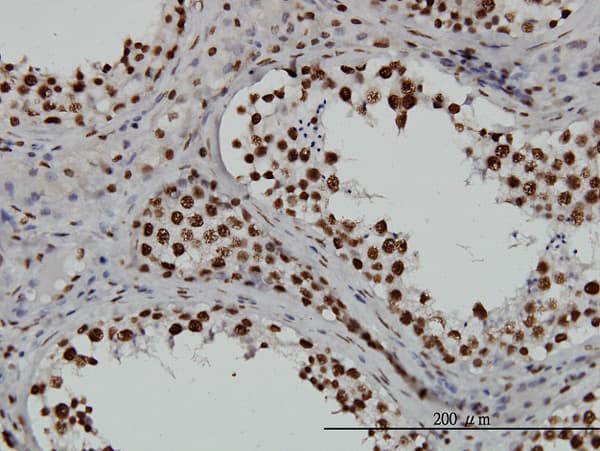 TAF11 Antibody (clone 3D3)