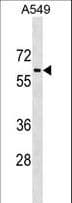 TRAM1L1 Antibody (aa325-353)