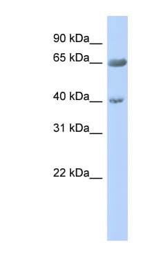 ZNF226 Antibody (aa575-624)