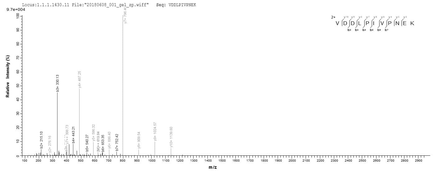 Clostridium botulinum Botulinum Neurotoxin type B Protein (Recombinant 6His-B2M, N-terminus)