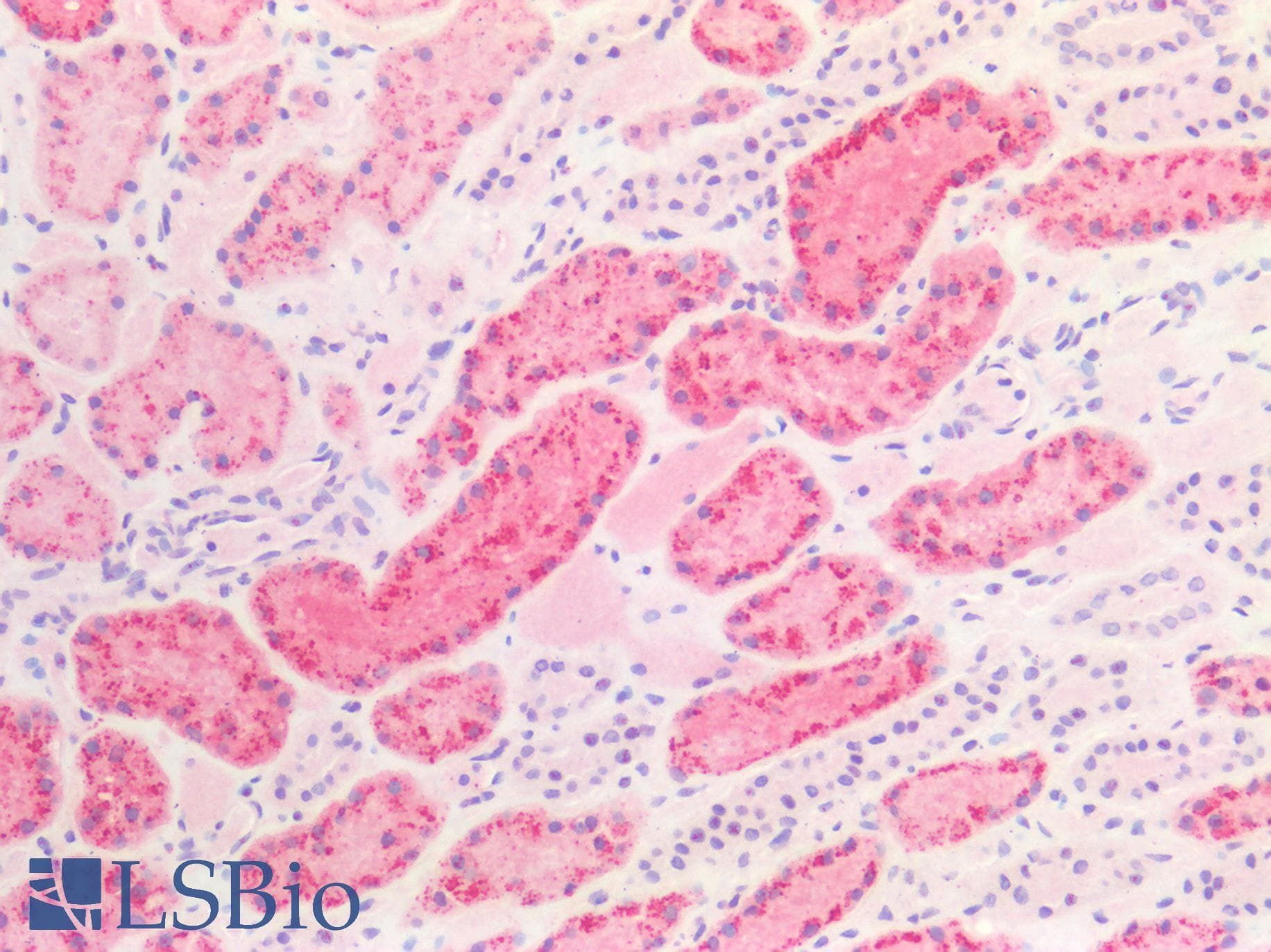 IHC-plus™ NAPSA / NAPA / Napsin A Antibody