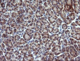 CHGA / Chromogranin A Antibody (clone OTI1H2)