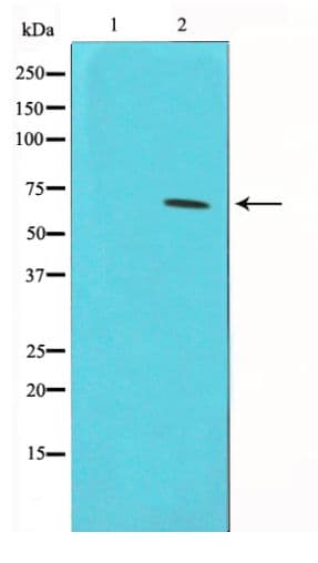 CDC25A Antibody (phospho-Ser75)