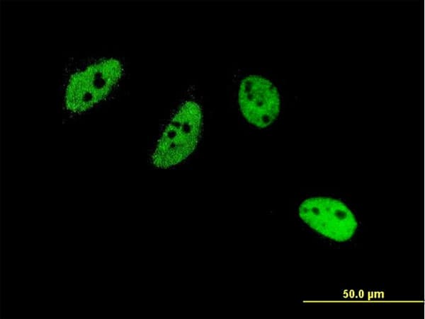CREM / ICER Antibody (clone 3B5)