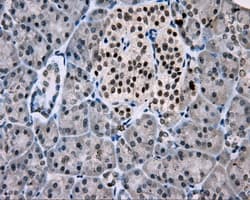 MCL1 / MCL 1 Antibody (clone OTI3B4)