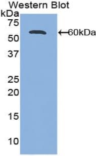 ALCAM / CD166 Antibody (aa28-527, Biotin)