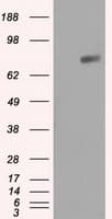 RIP1 / RALBP1 Antibody (clone OTI6E8)