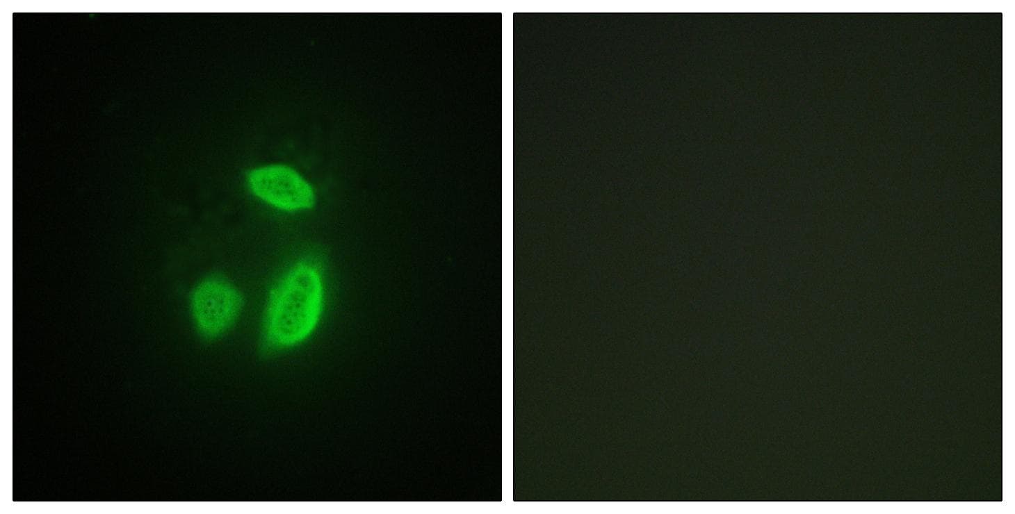 ESPL1 / Separase Antibody (p801)