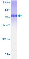 Human GNAI2 Protein (Recombinant GST)