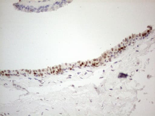 GATA3 Antibody (aa155-443, clone OTI10G7)