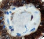 Monoclonal Mouse anti-Human LGALS3 / Galectin 3 Antibody (clone 9C4, IHC)