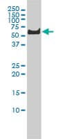 Monoclonal Mouse anti-Human PLK1 / PLK-1 Antibody (clone 2G12, IF, WB)