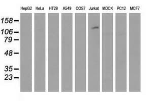 MICAL1 / MICAL Antibody (clone OTI4D1)