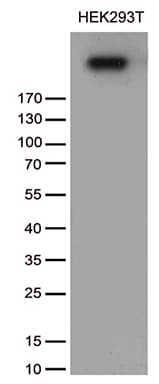 NUP210 / gp210 Antibody (aa27-400, clone OTI7G1)