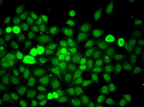 XRCC6 / Ku70 Antibody