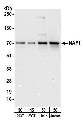 Polyclonal Rabbit anti-Human EXOSC2 / RRP4 Antibody (aa243-293, WB)