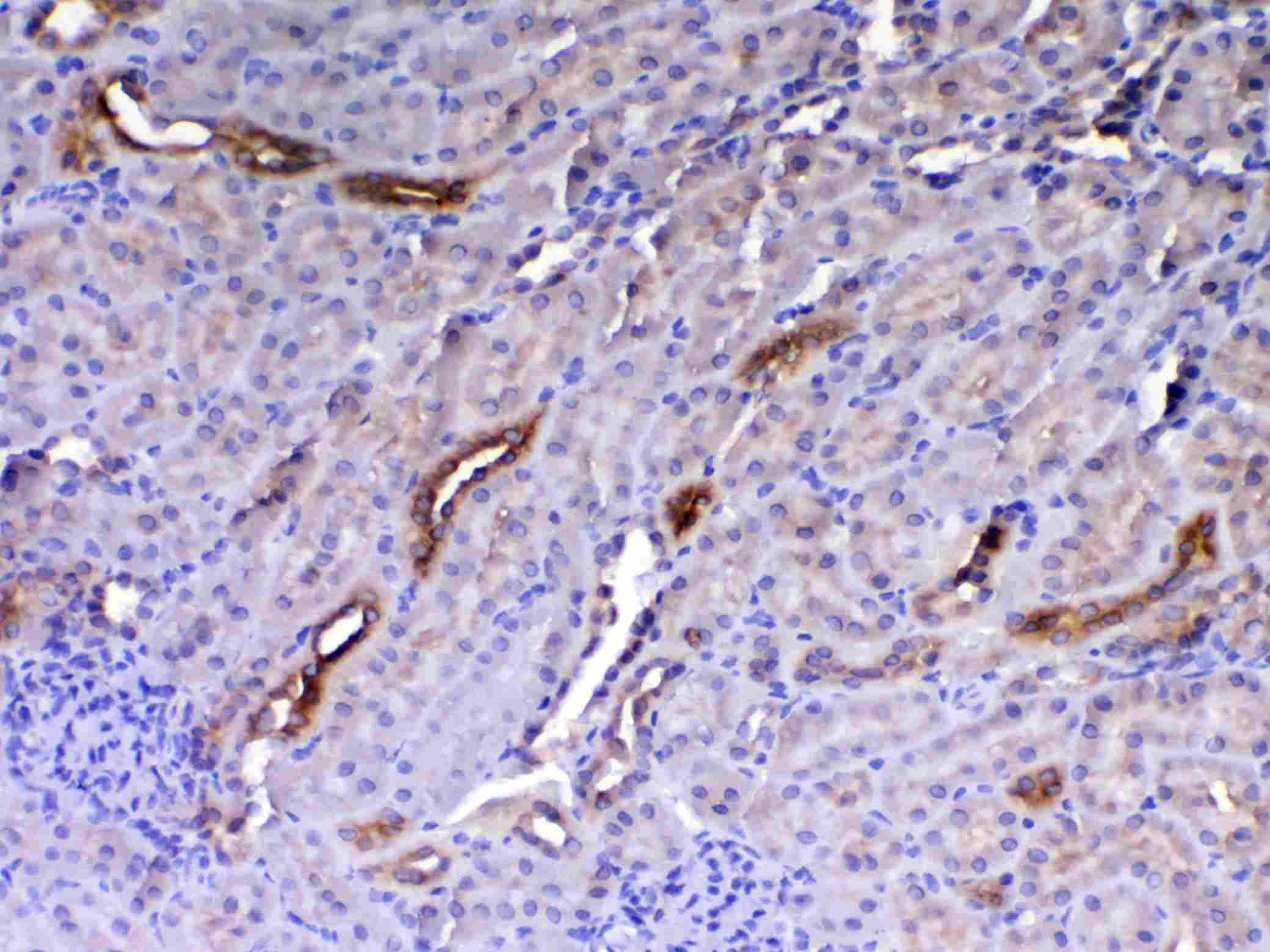 Polyclonal Rabbit anti-Rat WFDC2 / HE4 Antibody (IHC, WB)