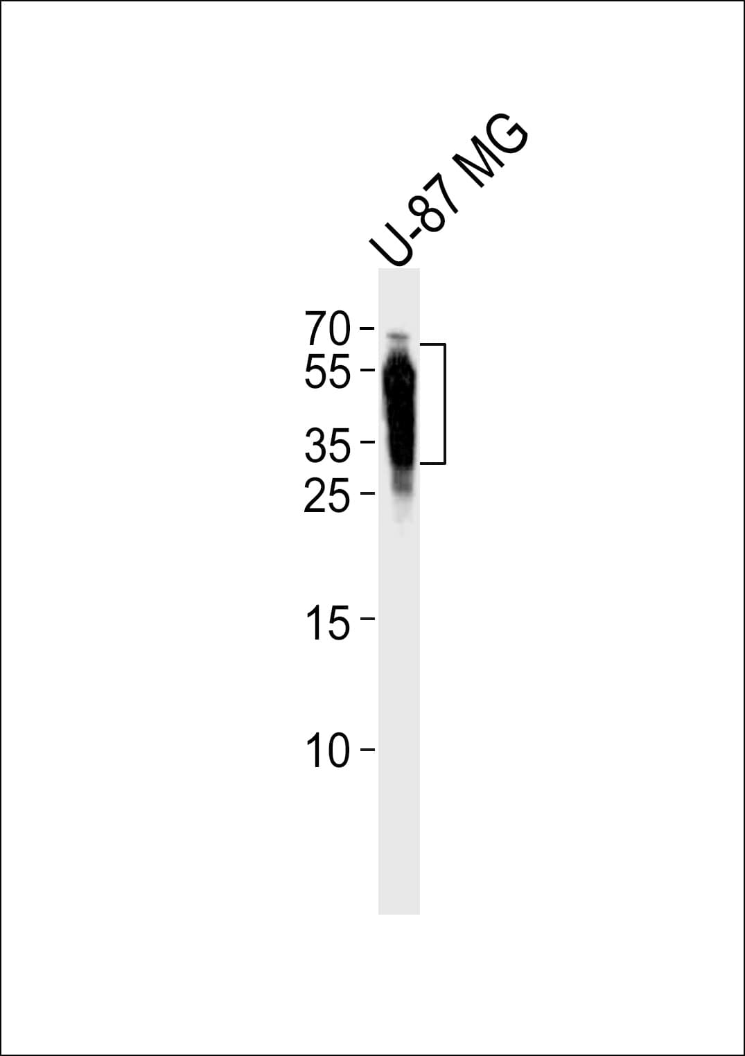 IHC-plus™ CD63 Antibody (aa163-190)