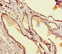 TAFII70 / TAF6 Antibody