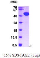 Human MAPK1 / ERK2 Protein (Recombinant His)